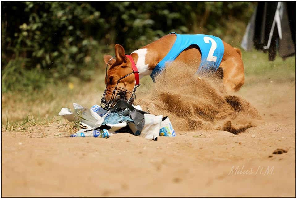Basenji na dostihové dráze